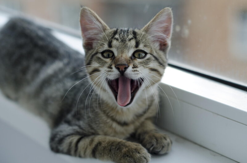 Tabby Kitten Yawning — Gray, Calm