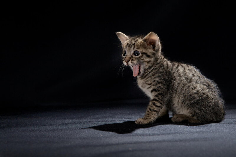 Tabby Kitten Yawning — Gray, Dramatic