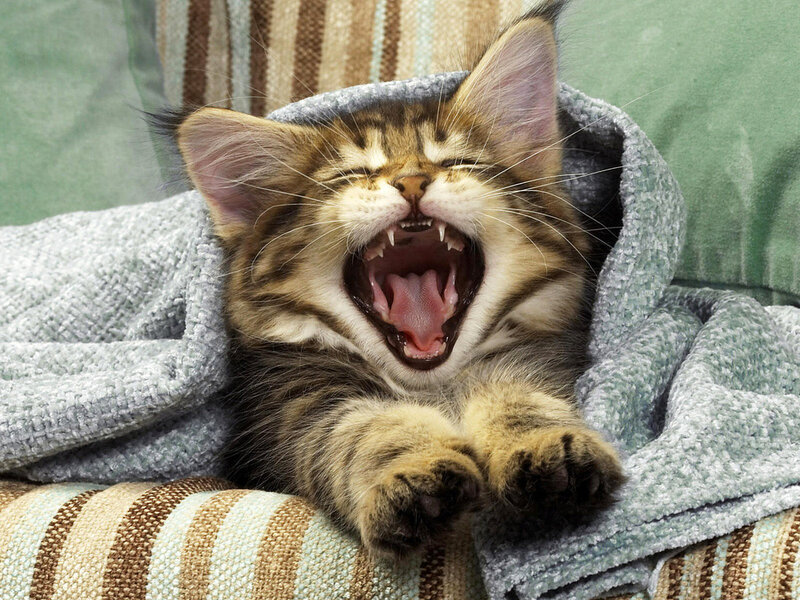 Tabby Kitten Yawning — Gray