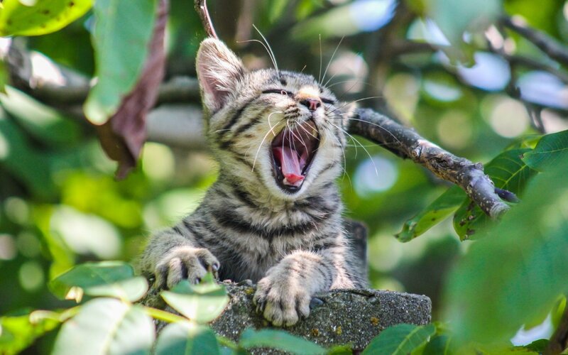 Tabby Kitten Yawning — Green, Calm
