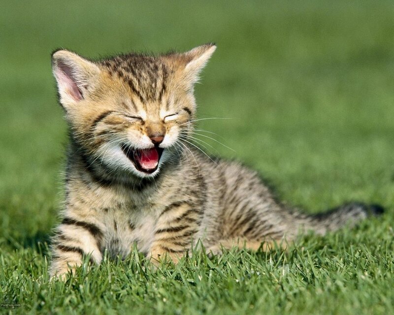 Tabby Kitten Yawning — Green