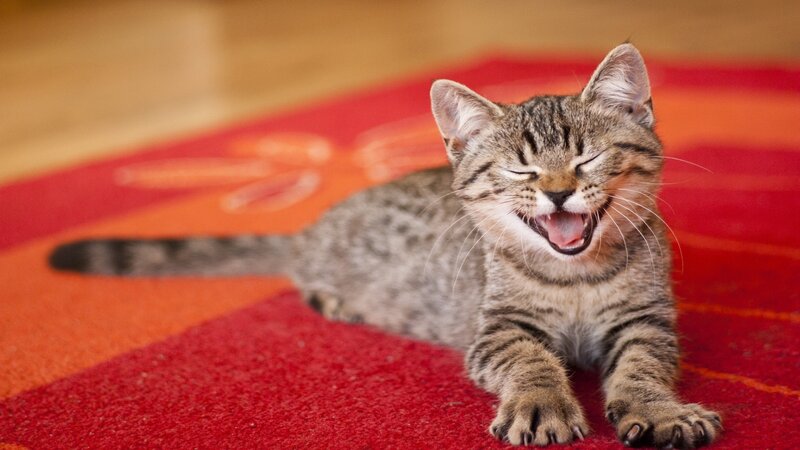 Tabby Kitten Yawning — Red, Relaxed
