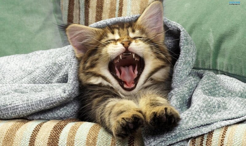 Tabby Kitten Yawning