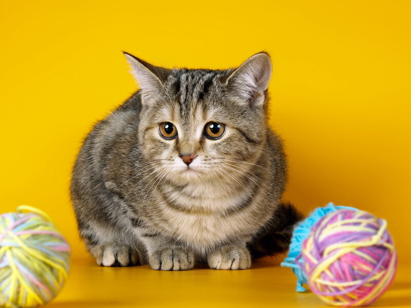 Tabby Kitten — Yellow, Calm