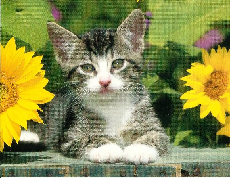 Tabby Kitten — Yellow