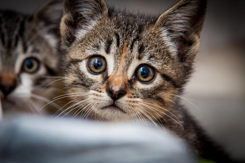 Tabby Kittens — Brown