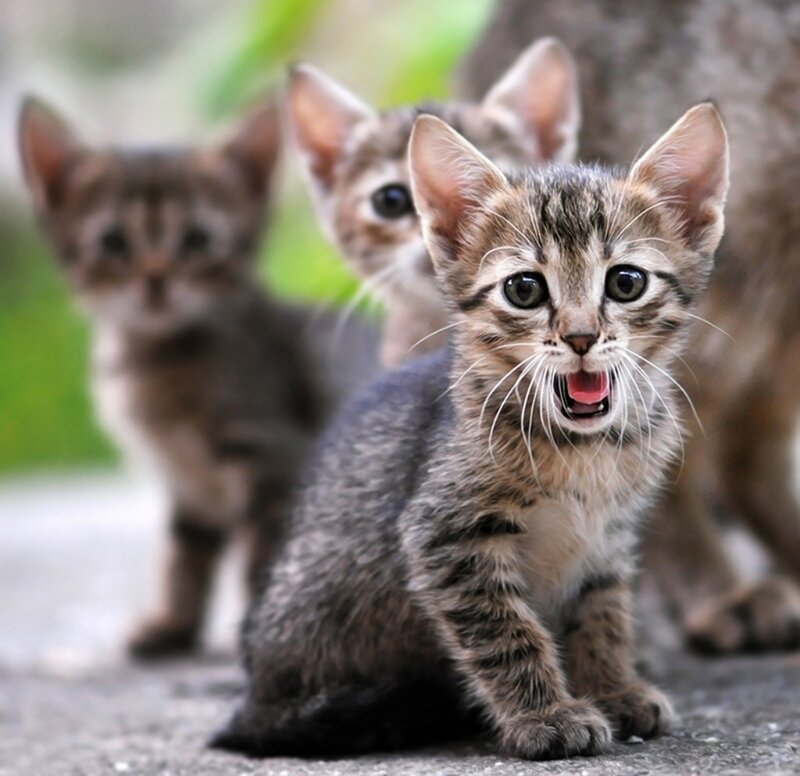 Tabby Kittens — Gray