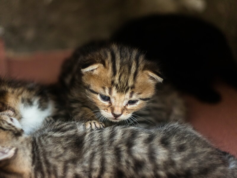 Tabby Kittens Huddled