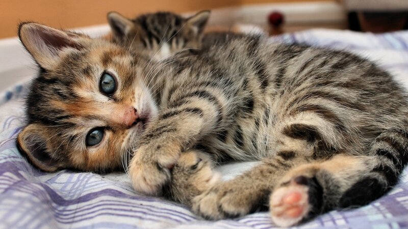 Tabby Kittens Lying