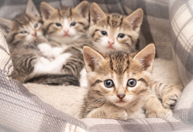 Tabby Kittens on Blanket — Brown
