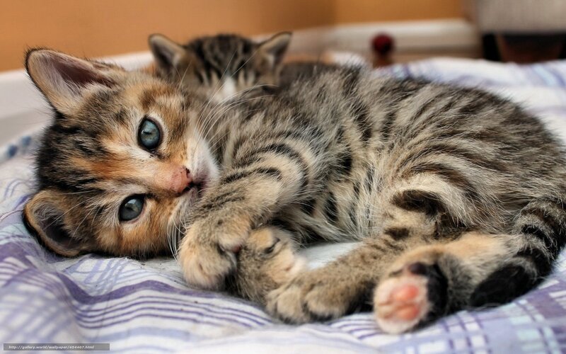 Tabby Kittens on Blanket