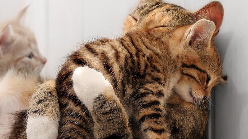 Tabby Kittens Sleeping — Brown, Peaceful, Photograph, Kitten, Wall, Paw