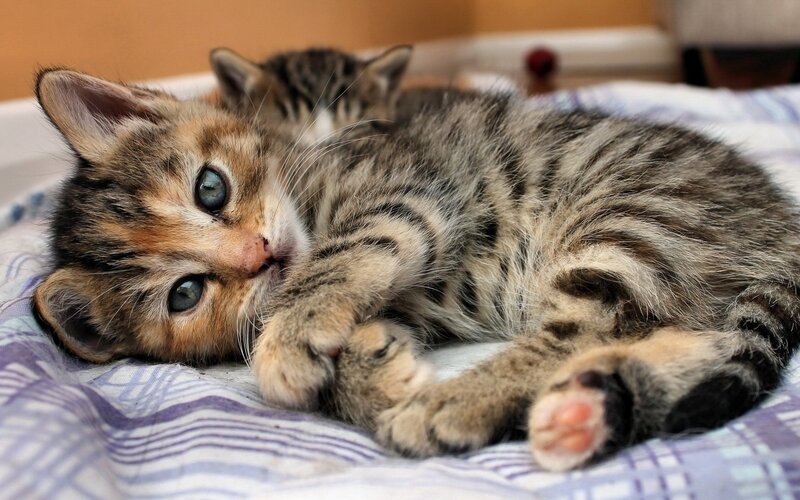 Tabby Kittens Sleeping — Brown, Peaceful, Photograph