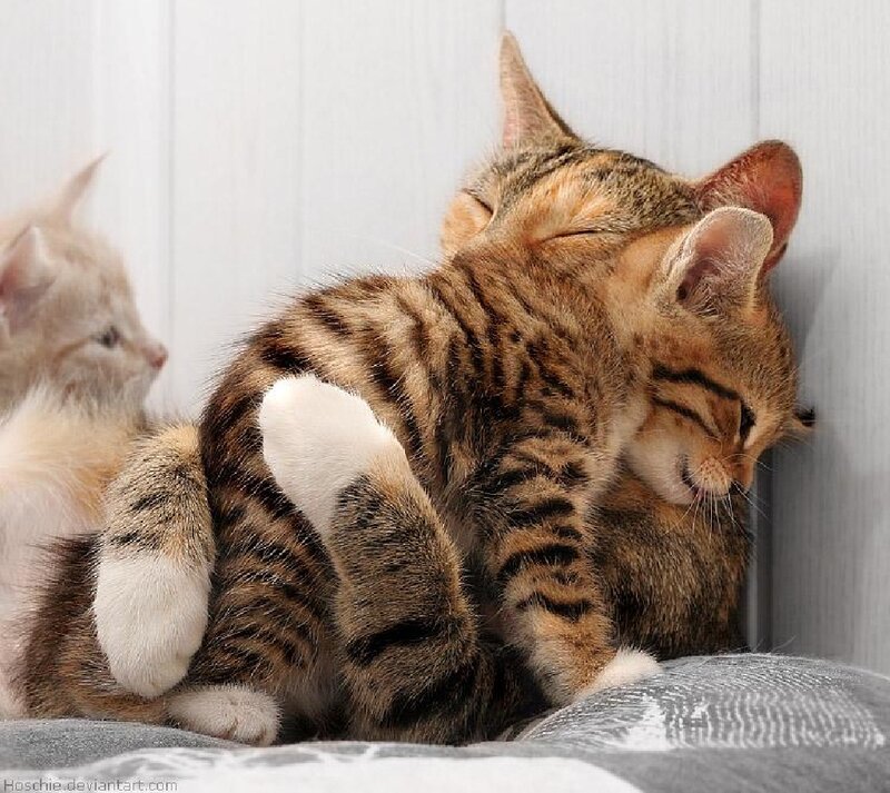 Tabby Kittens Sleeping
