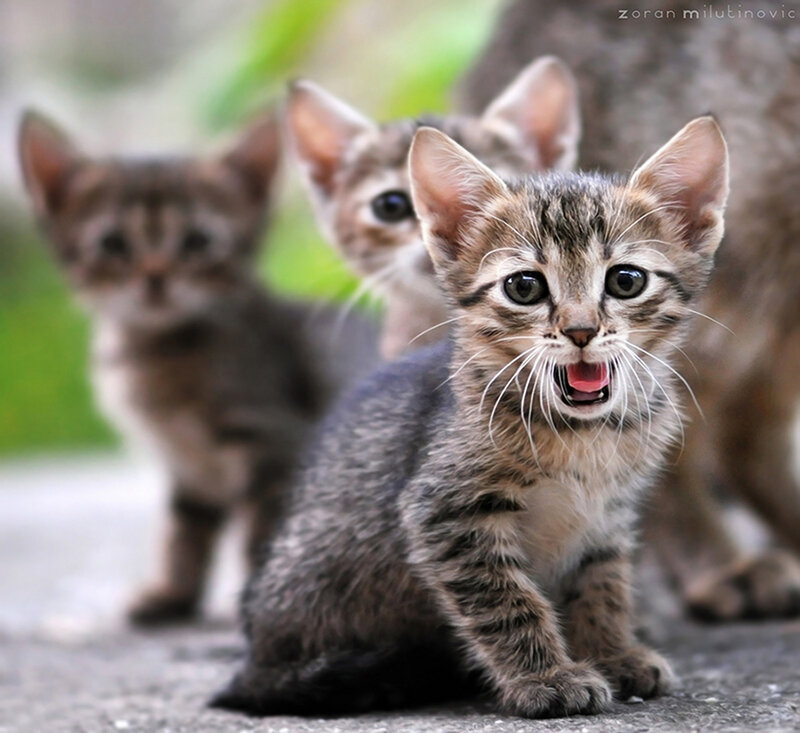 Tabby Kittens