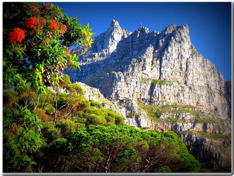 Table Mountain with flowers
