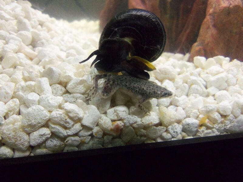 Tadpole and Snail