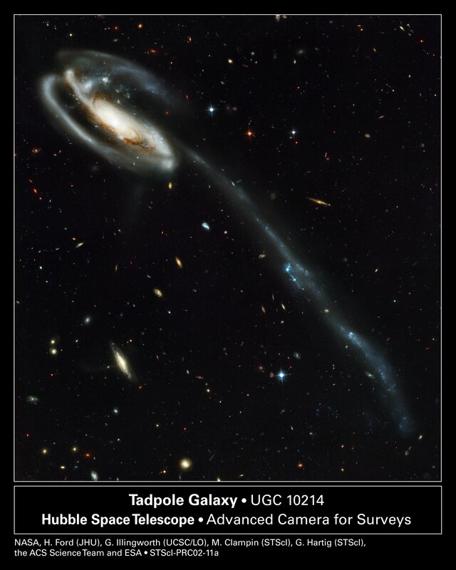 Tadpole Galaxy — Black