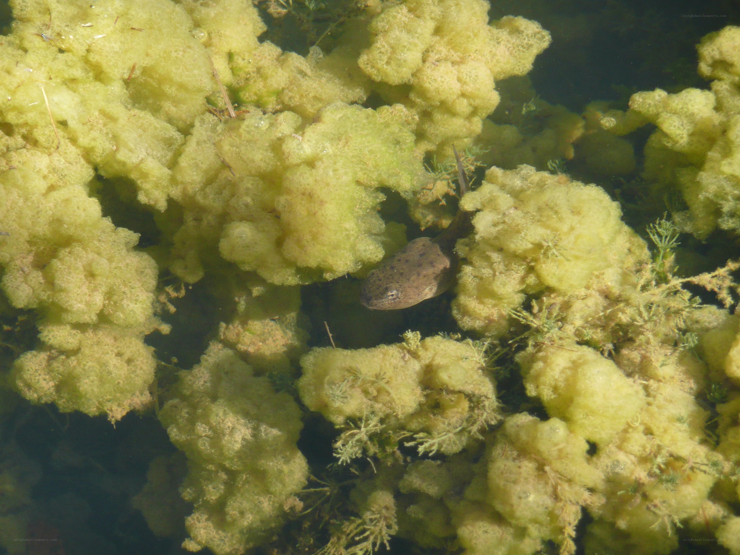 Tadpole in algae