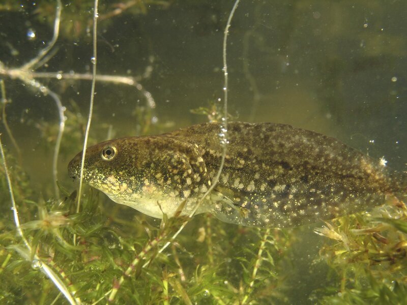 tadpole in aquatic plants