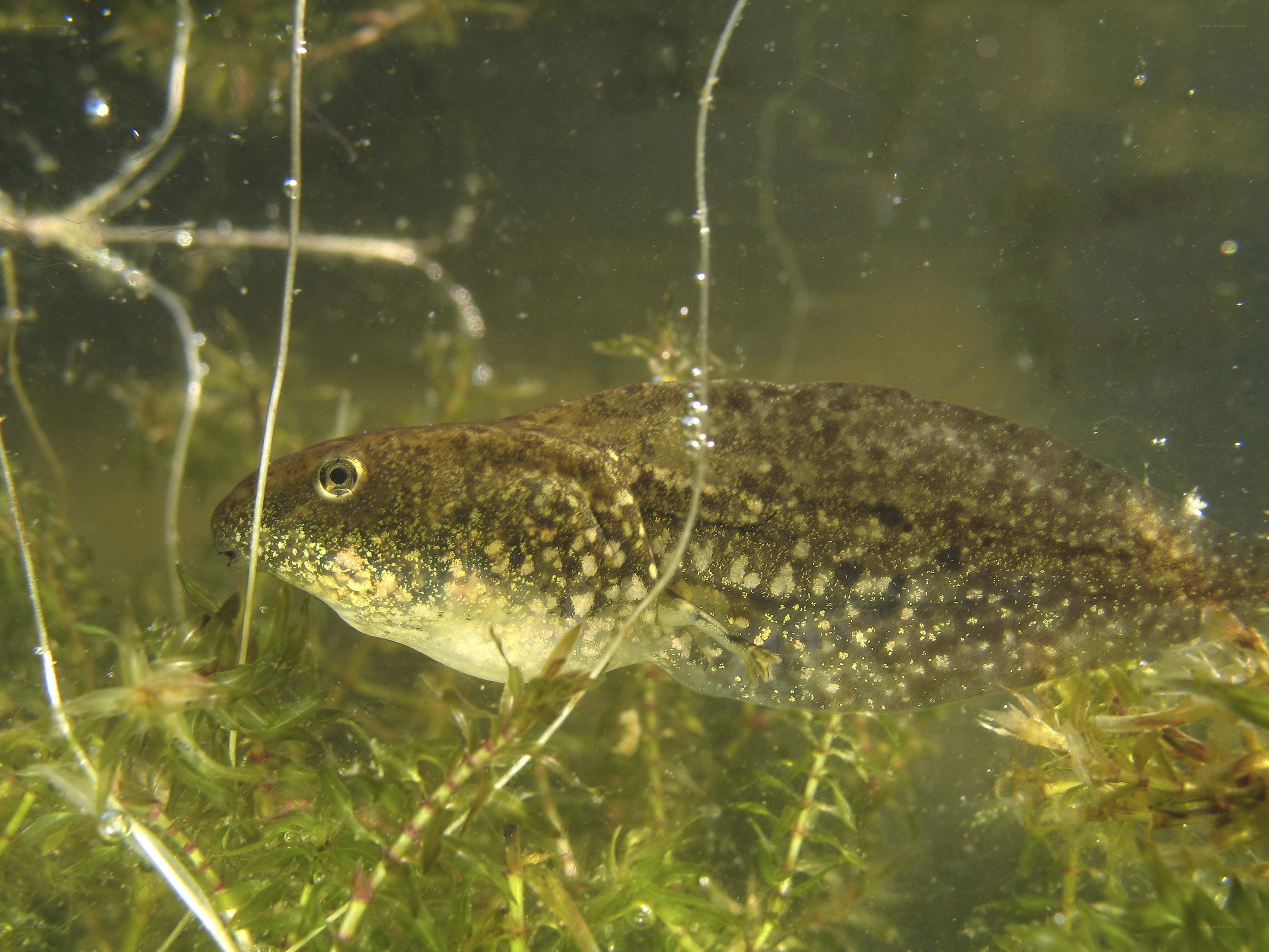tadpole in aquatic plants
