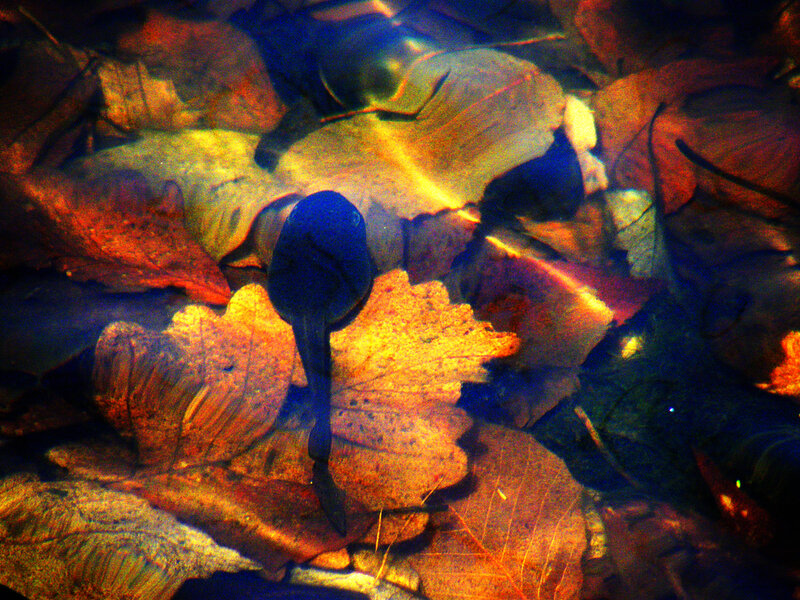 Tadpole in autumn leaves