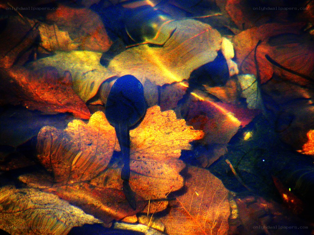 Tadpole in autumn leaves