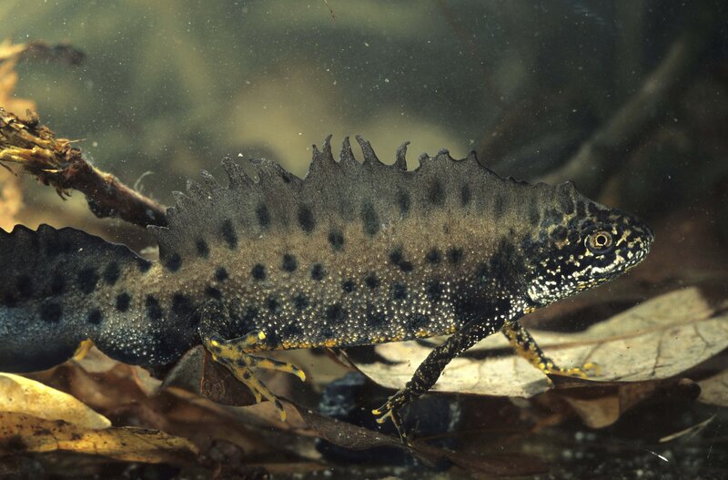 tadpole in underwater setting