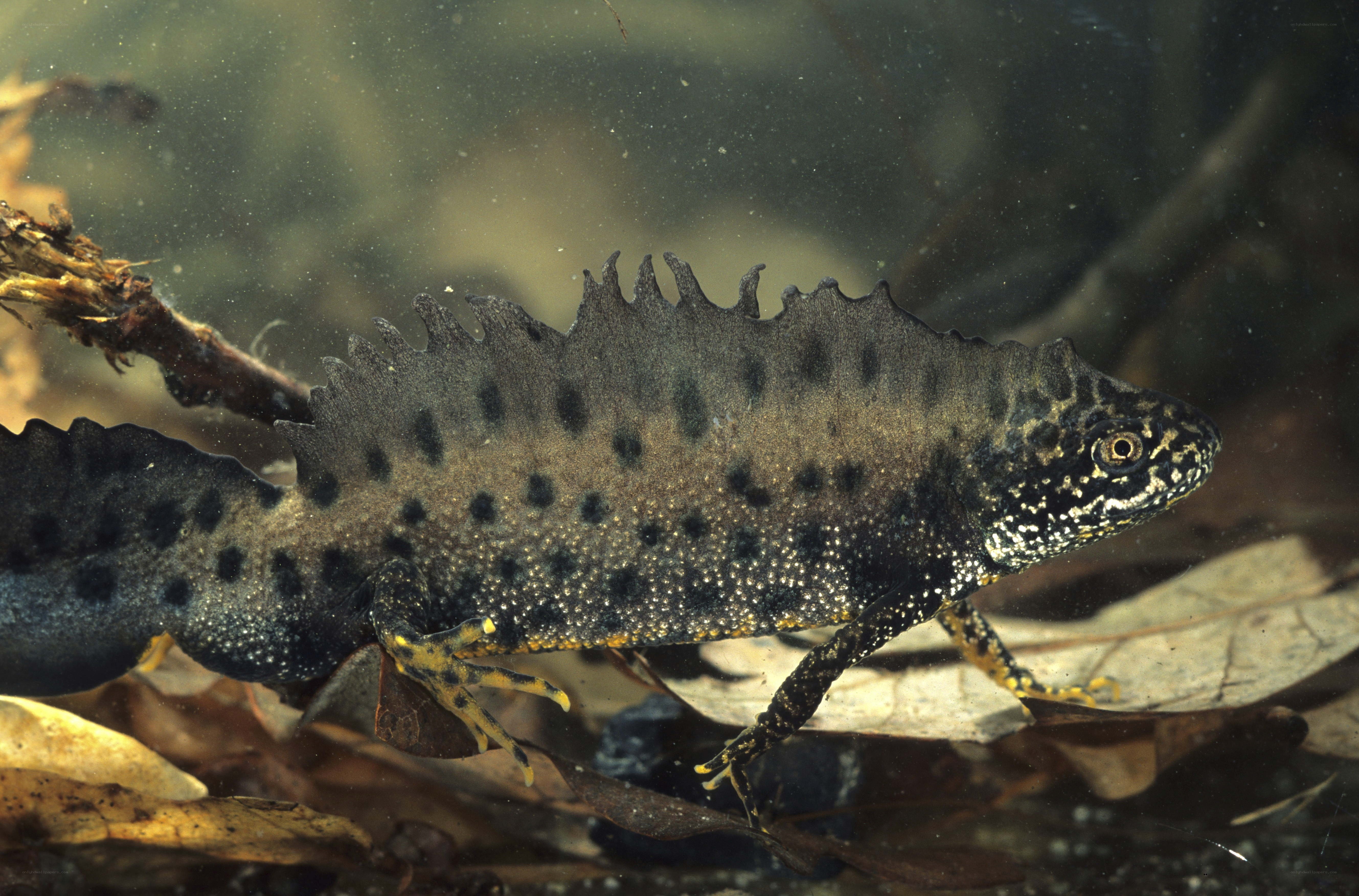 tadpole in underwater setting