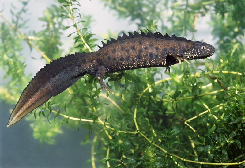 Tadpole in Water