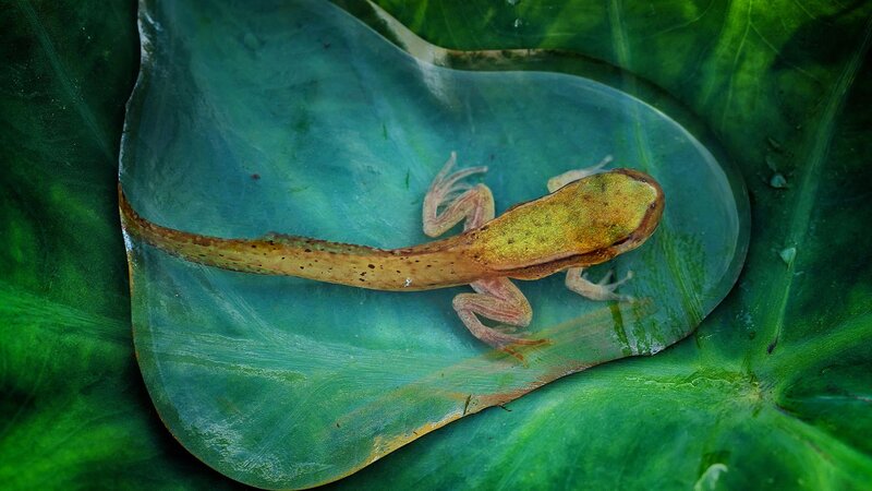 Tadpole on Leaf
