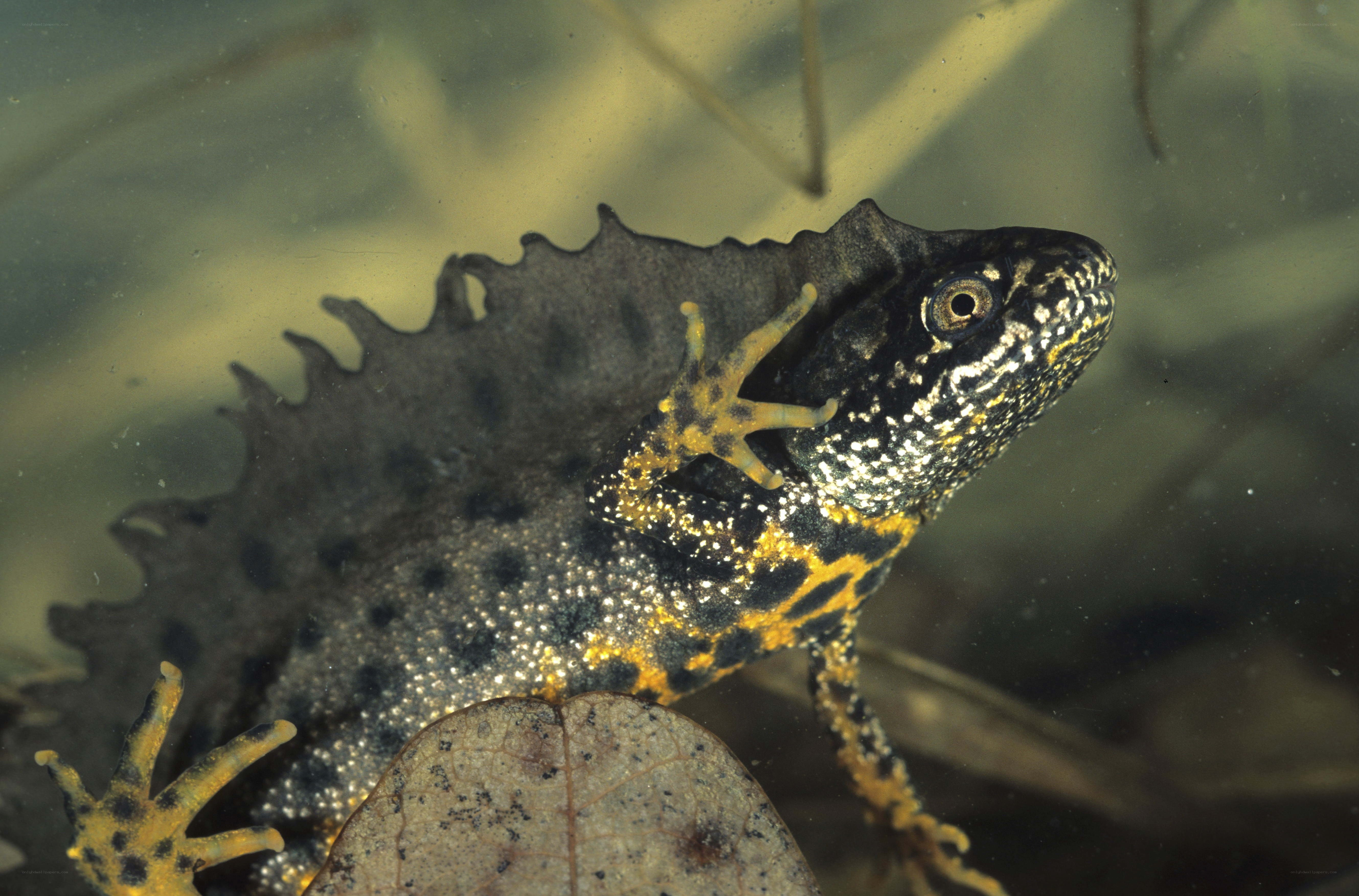 tadpole with frilled back