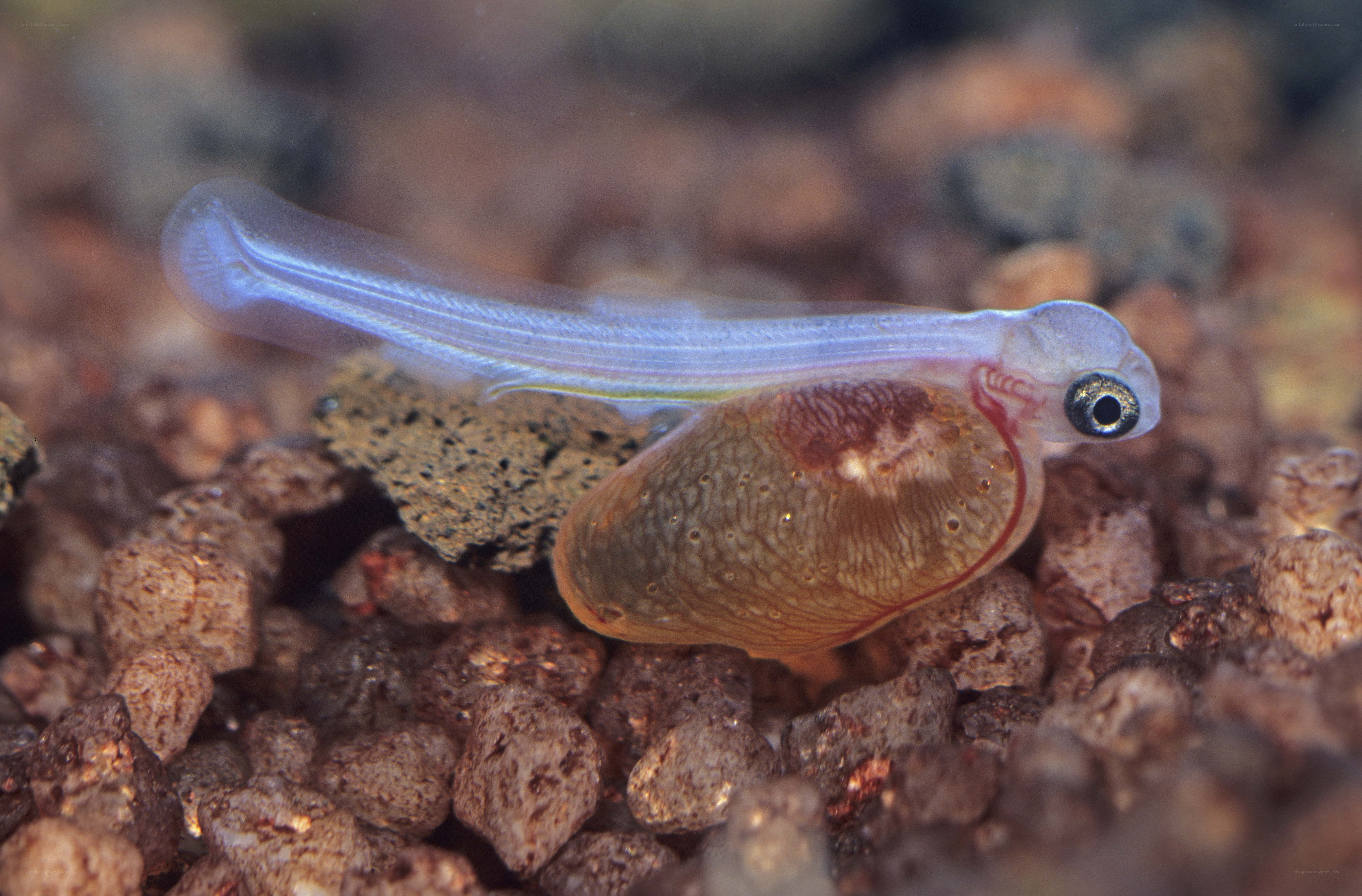 tadpole with yolk sac