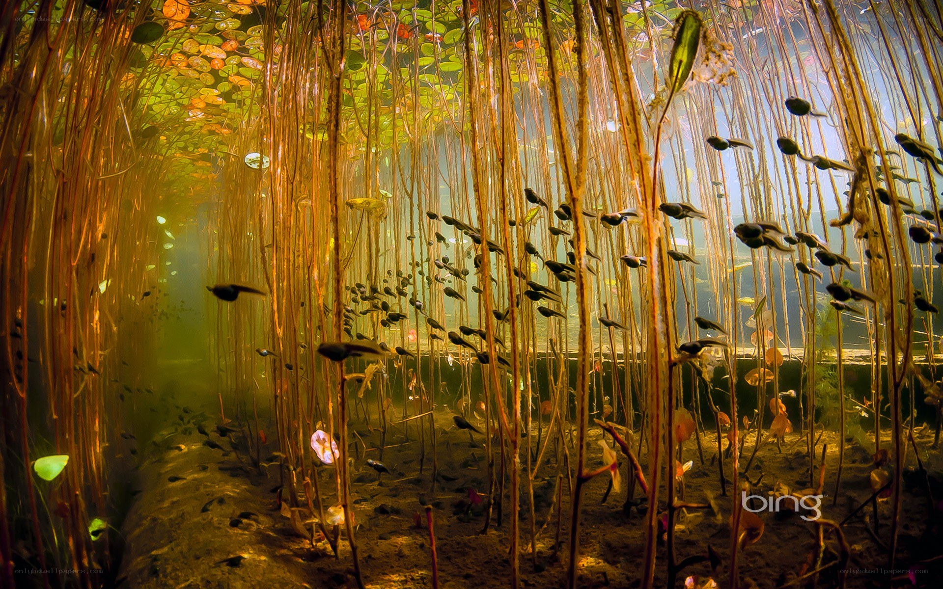 Tadpoles in a pond