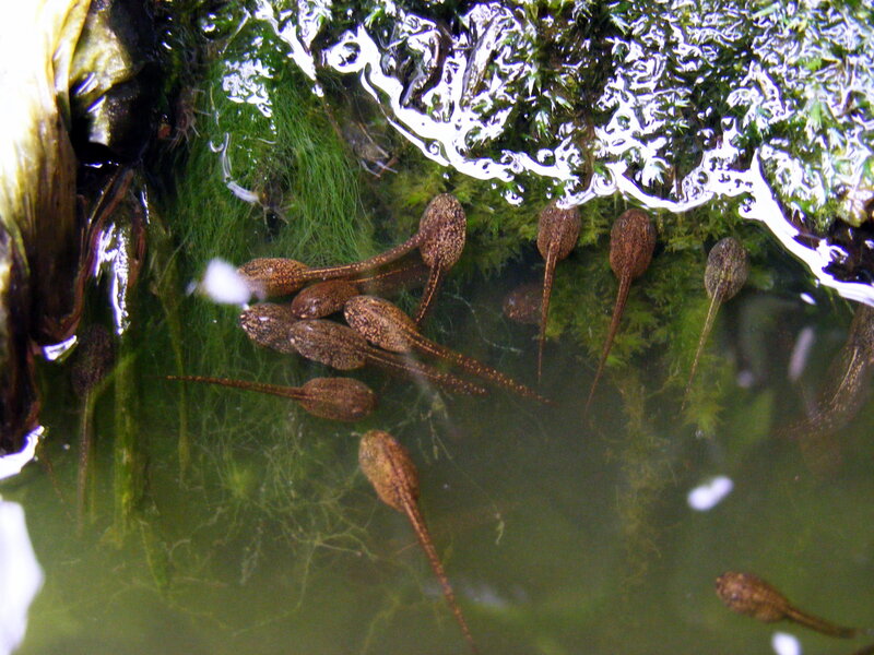 Tadpoles in a pond