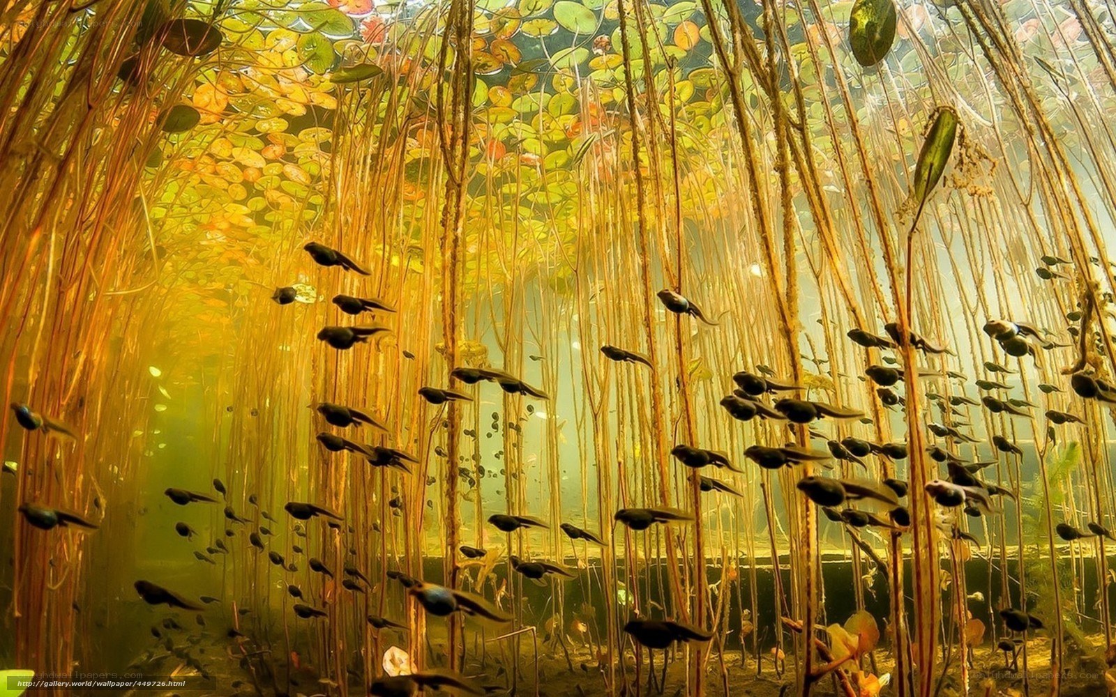 Tadpoles in a pond