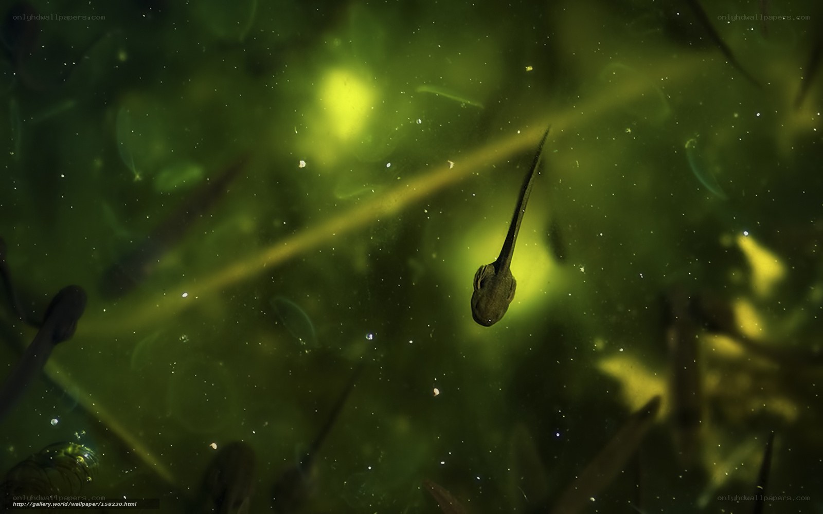 Tadpoles in green water