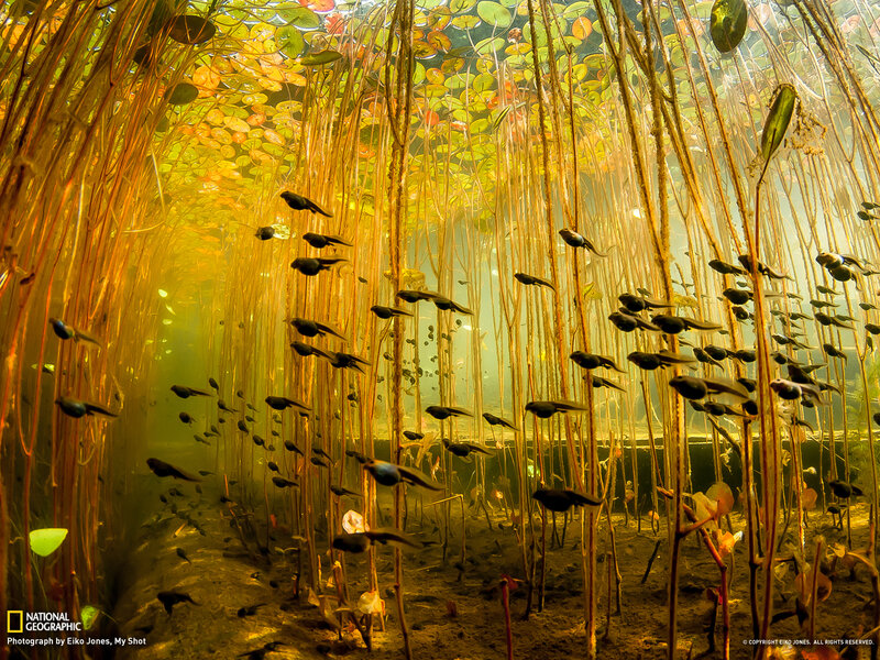Tadpoles in Pond
