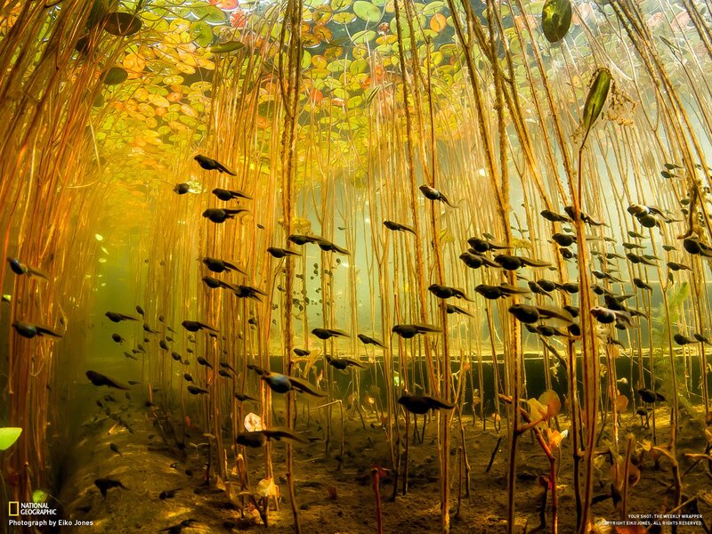 Tadpoles in Pond — Yellow