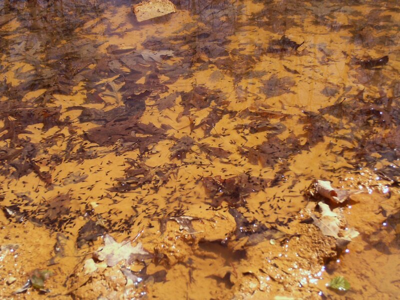 Tadpoles in Shallow Water — Brown