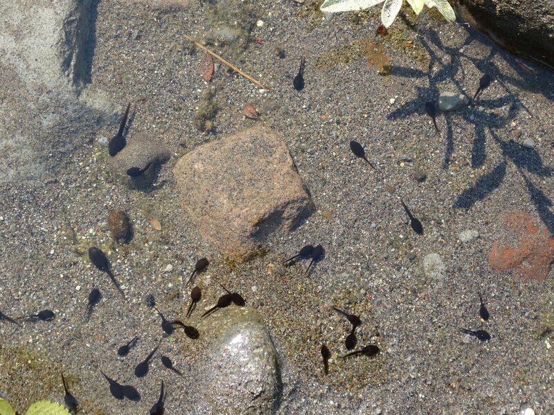Tadpoles in Shallow Water — Gray
