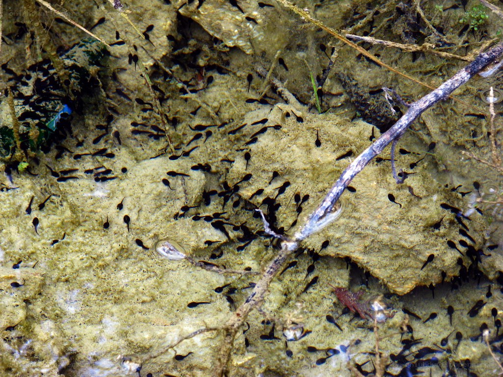 Tadpoles in shallow water