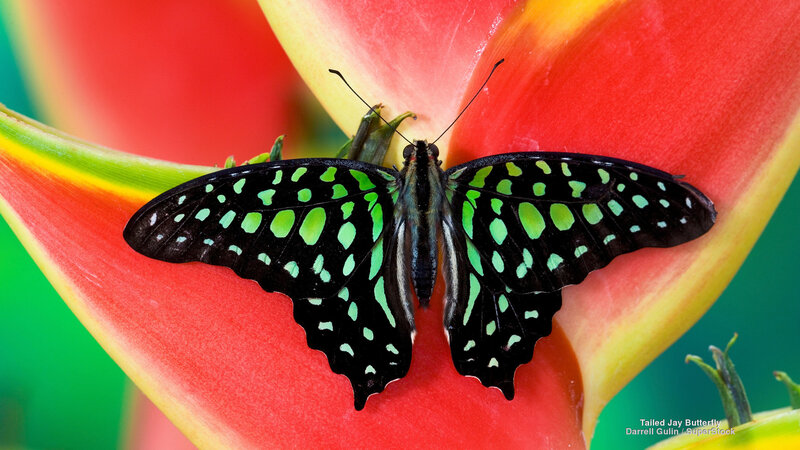 Tailed Jay Butterfly