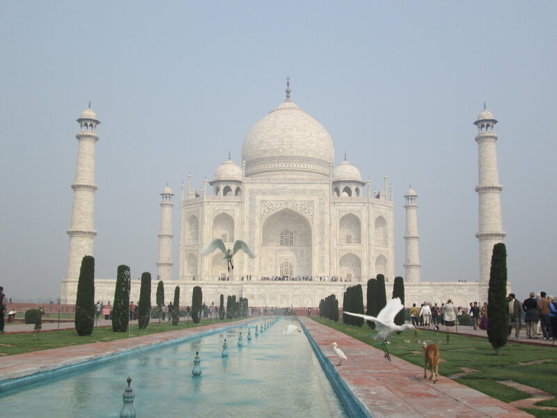Taj Mahal with Birds