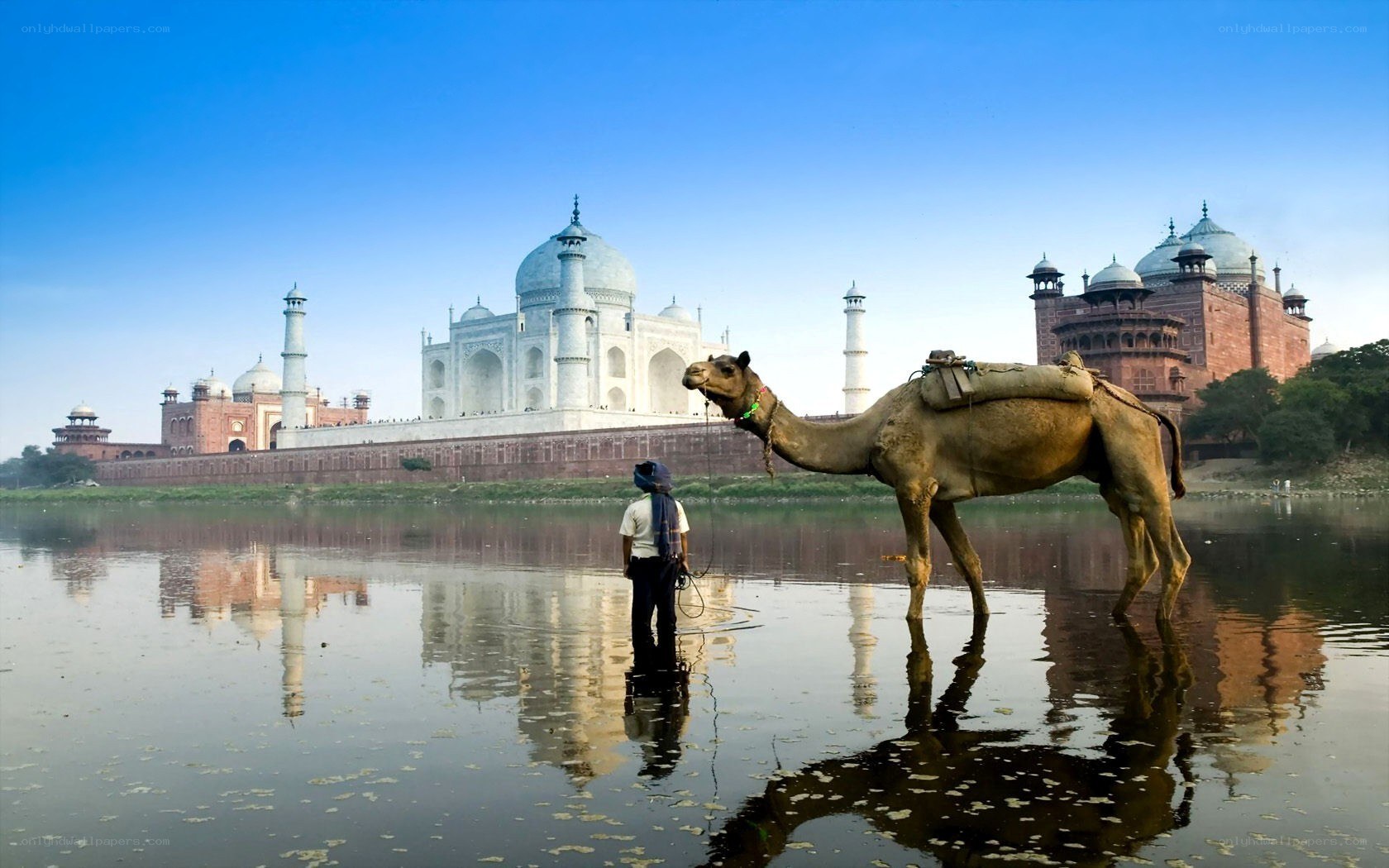 Taj Mahal with camel and guide