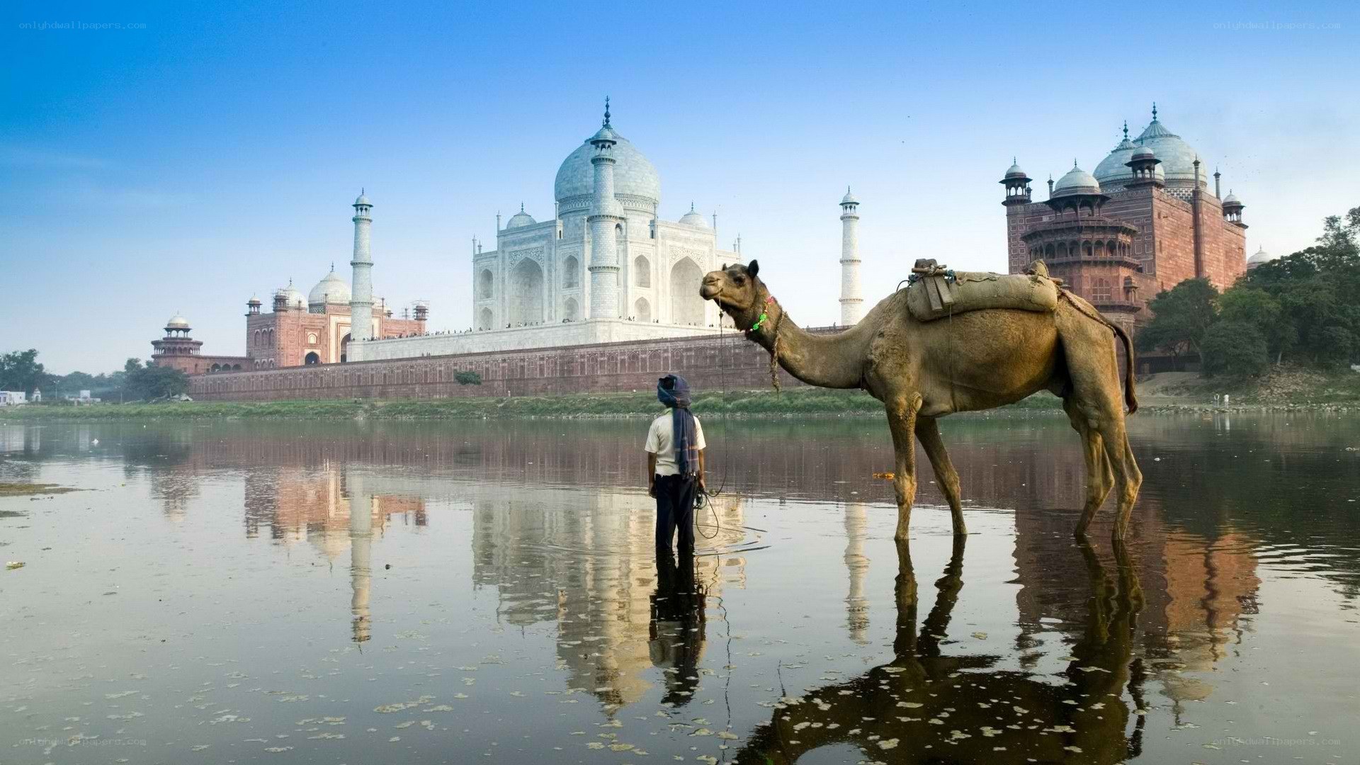 Taj Mahal with camel and guide