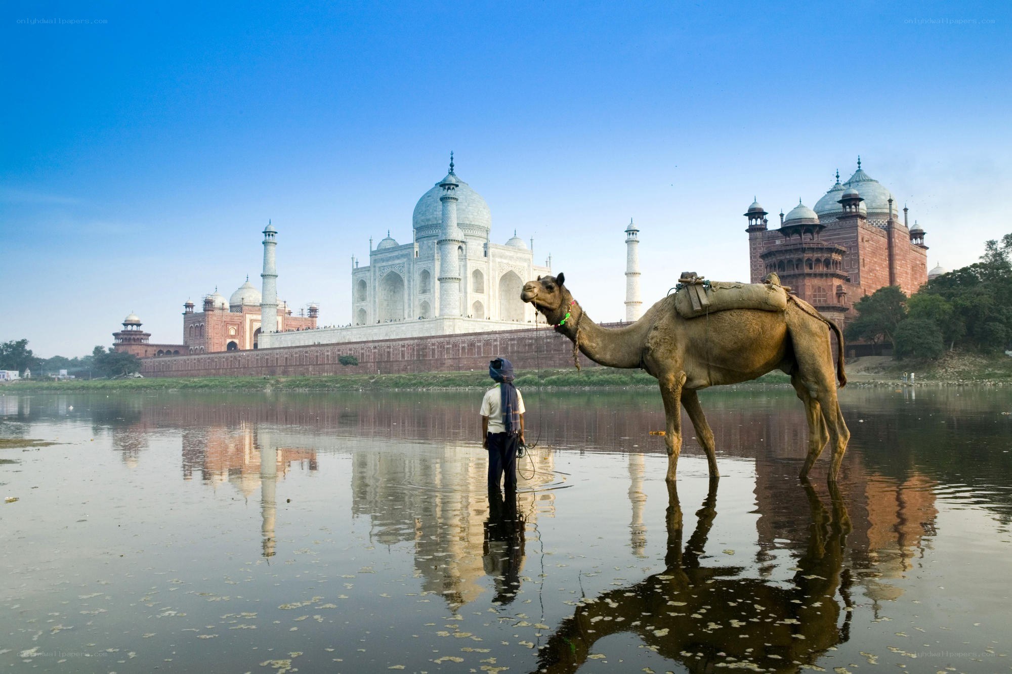 Taj Mahal with camel and guide