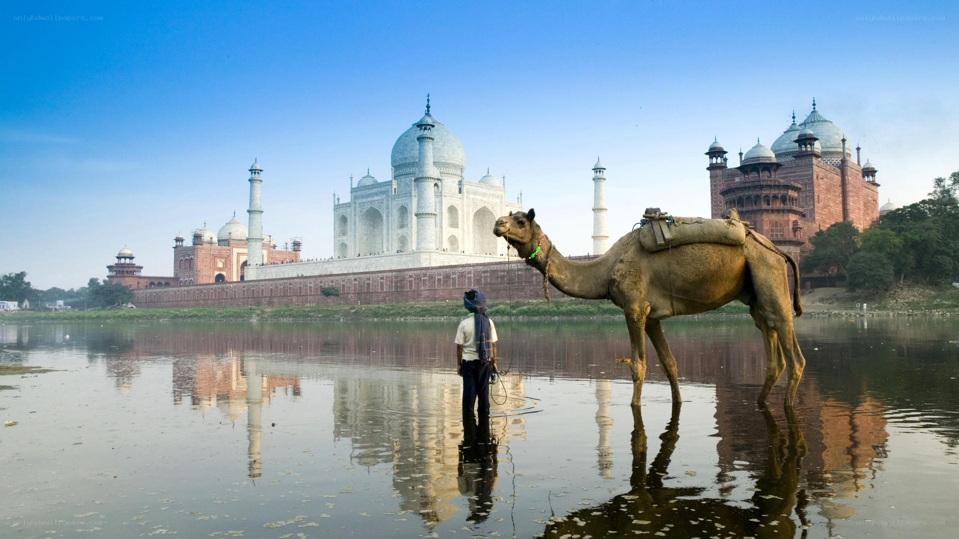 Taj Mahal with camel and guide