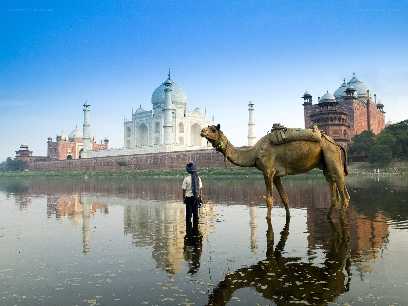 Taj Mahal with camel and guide