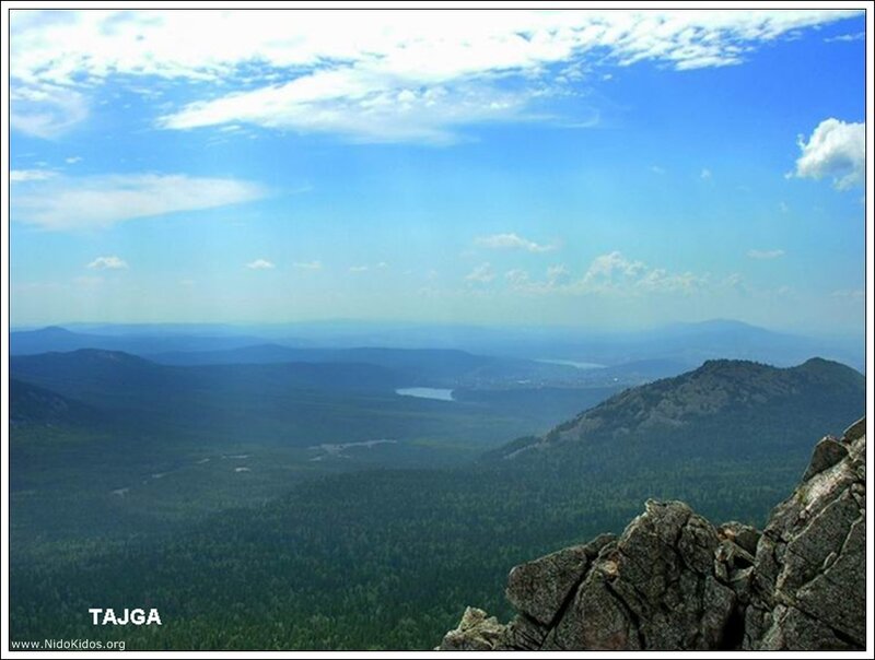 Tajga landscape view